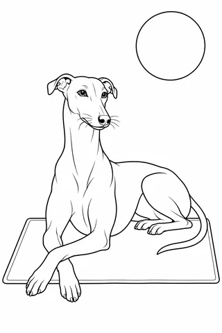Slim long-legged adult dog resting on a rectangular mat with crossed front paws, folded ears and a thin curved tail, beneath a round sun.