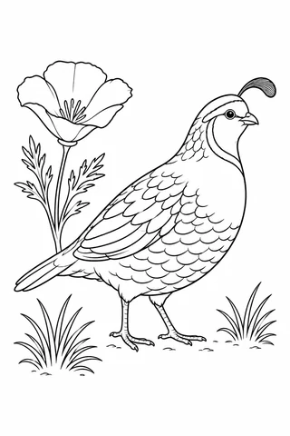 A quail in side view with a forward-curving head plume, layered wing feathers, two legs and a short beak stands beside a flower.